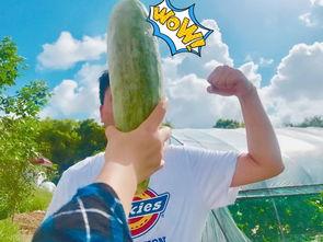 快乐网红吃瓜,快乐分享，趣味无限