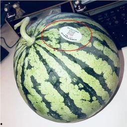 陇南网红 吃瓜,揭秘网络热点背后的故事